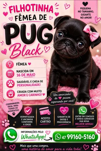 Filhote De Pug fêmea Black 