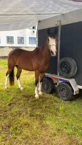 Vendo cavalo