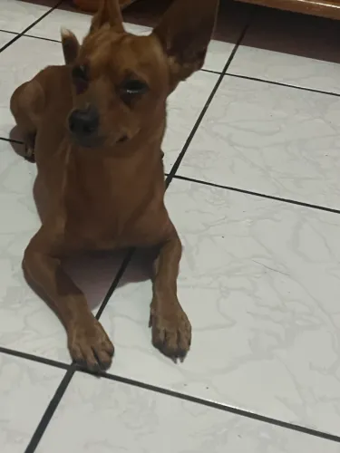 Cachorro pinscher marrom chocolate 
