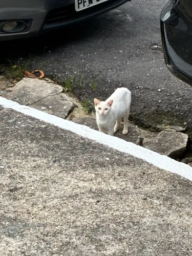 gatinha castracao agendada