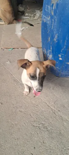Cachorro pra doação 