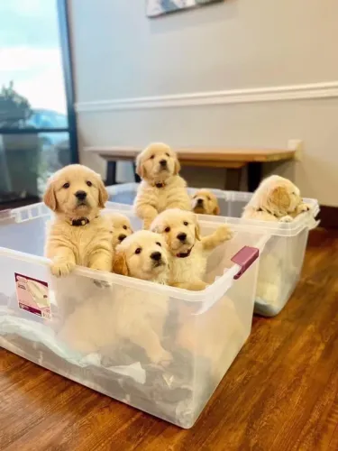 Golden Retriever Esse filhote pode fazer parte da sua história