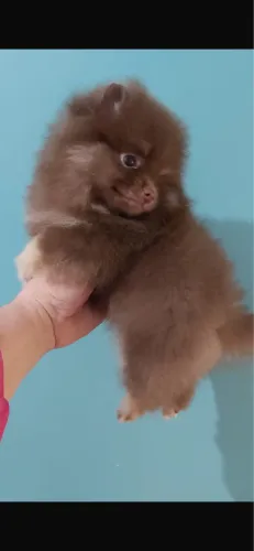 Lulu da pomeranea padrão boo vermifugado com 60 dias 