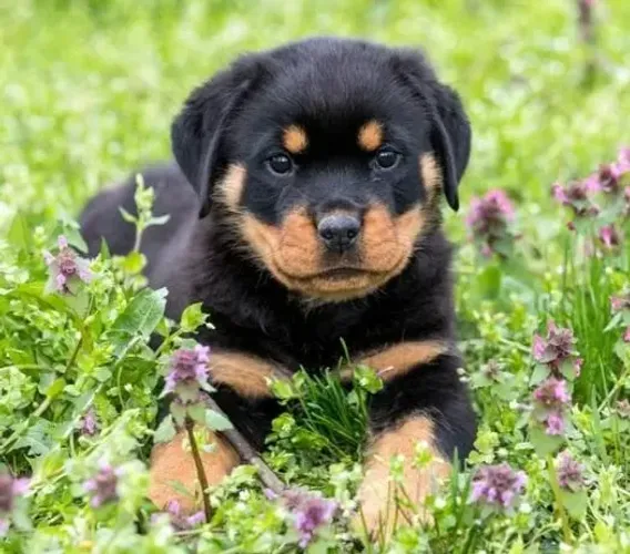 Rottweiler Filhotes Perfeitos Para Guarda.