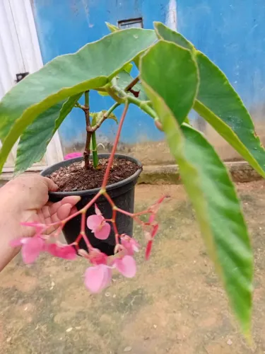 Planta Asa de anjo