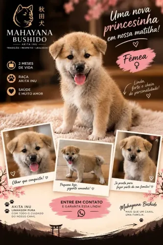 Akita inu