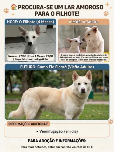 Adoção responsável