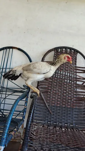 Vendo galinha carioca 