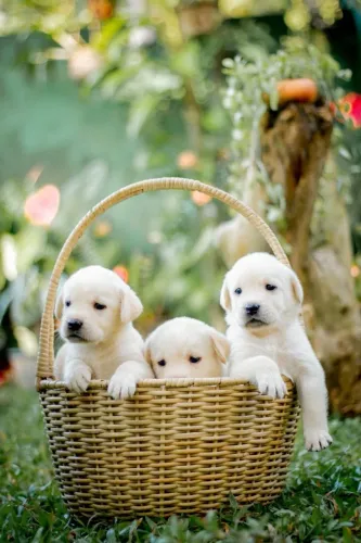 labrador x golden OTIMOS PARA CRIANÇAS E TODA A FAMILIA . - 9975I.649I