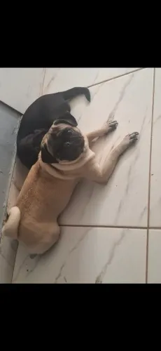 Vendo essa cachorrinha 2 anos 
