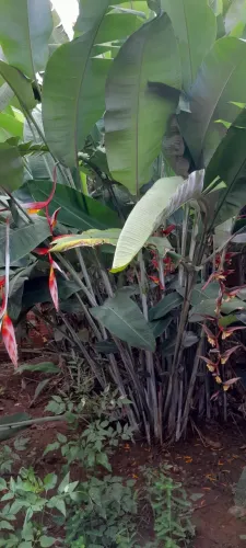 Doa-se planta decorativa, vir tirar ela