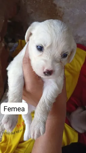 Lindos cachorros 