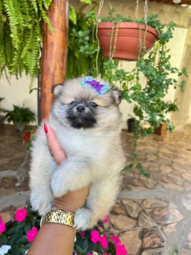 Spitz Alemão lindo demais