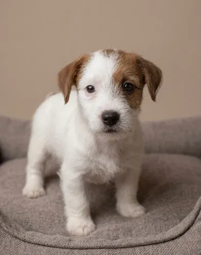 Jack Russell Terrier linhagem importada com microchip 