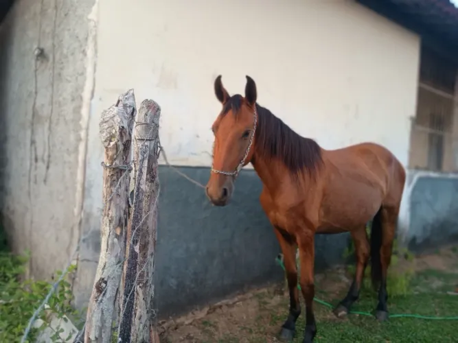 Vende-se ou troca porda mangalarga