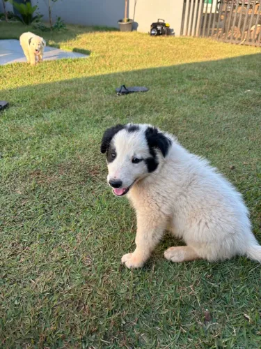 cachorro border collie