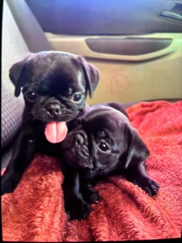 Filhotes de Pug | Filhotes que tornam qualquer ambiente mais alegre!