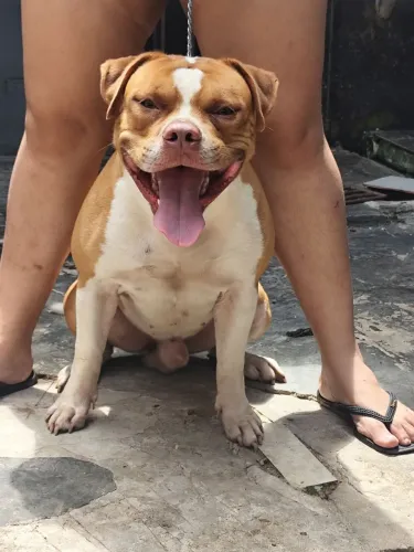CANIL APBT- AMERICAN PITBUL TERRIE