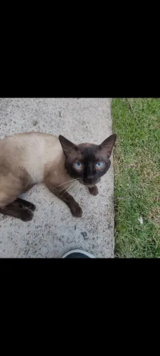 3 Gatinhos - Adoção Responsável