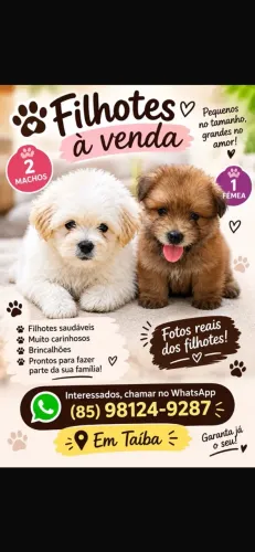 Filhote lulu 