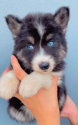 HUsky Siberiano Todas as raças com ganratia total de saude e veterinario gratuito.