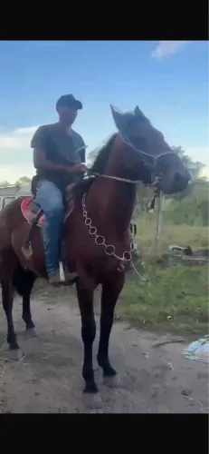 CAVALO MARCHA PICADA