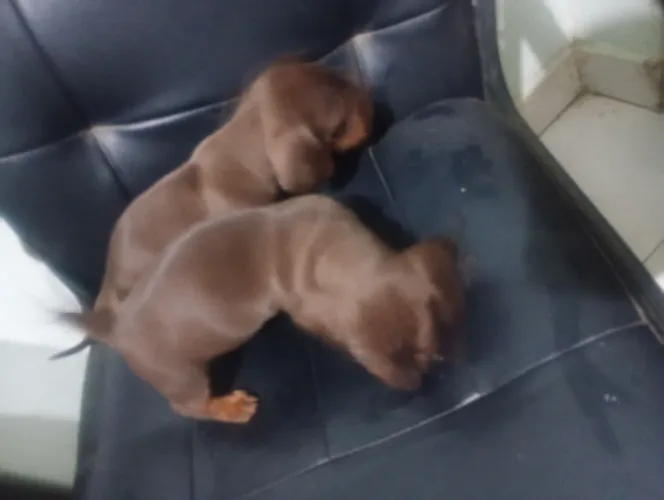 FILHOTES DACHSHUND - (SALSICHINHAS)