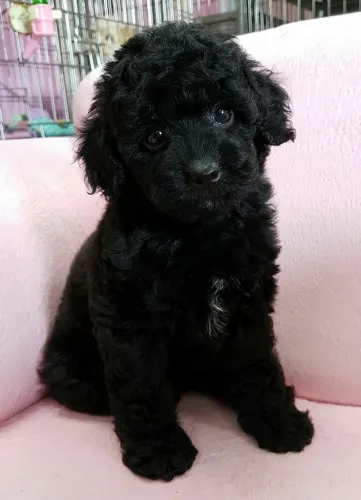 Linda femea de poodle toy disponivel hoje 
