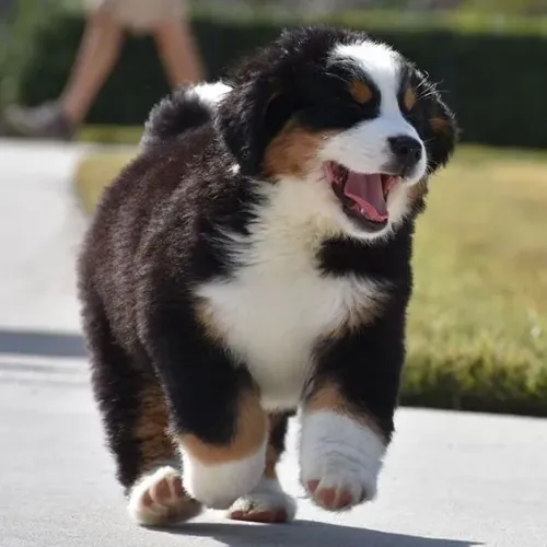 Bernese Uma companhia que se ajusta à sua rotina