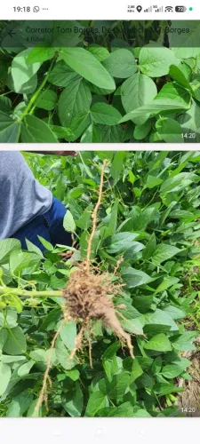 Fazenda de arrendamento Sul do Pará, 6 mil hec com 3 mil já plantando