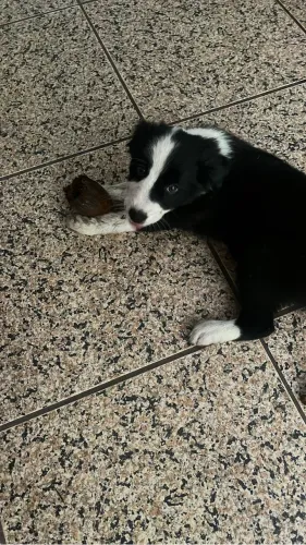Filhote Boder Colie preto e branco !