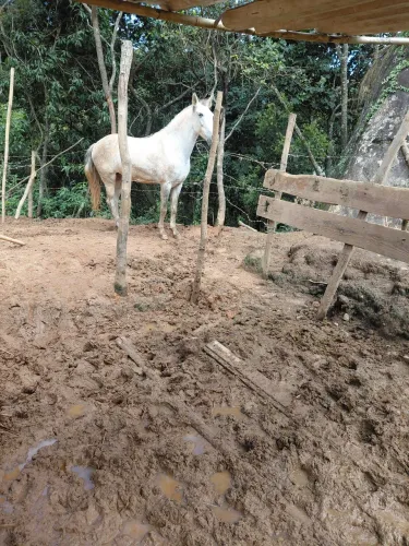 Egua ir potro