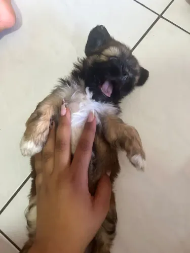Shitzu fêmea 45 dias disponível