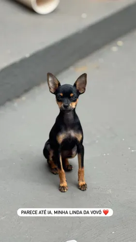 Pinscher