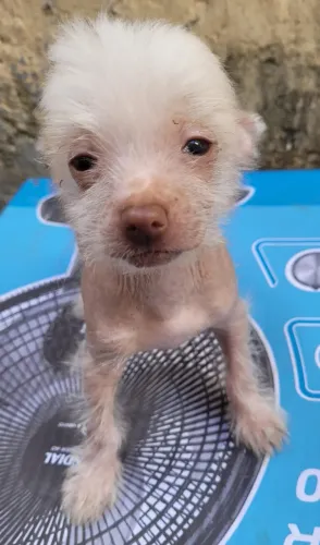 Cão de crista chinês 