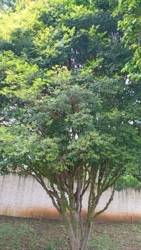 JABUTICABA SABARÁ