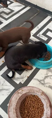 Vendo filhotes de Pincher 1