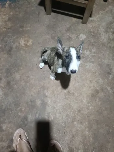 Bullterrie femea