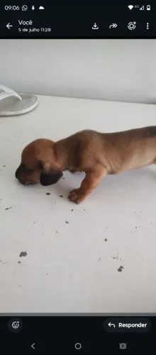 Vendo filhote de cachorro Basset