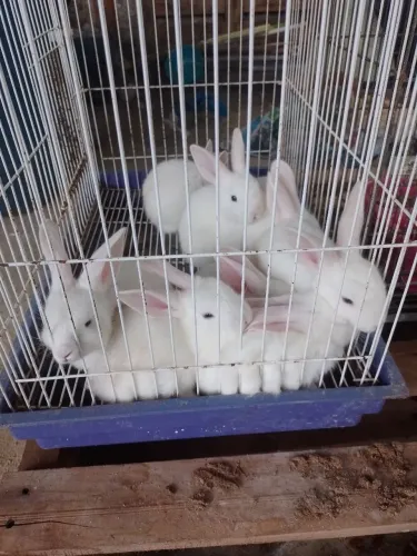 COELHOS IMPERDÍVEIS