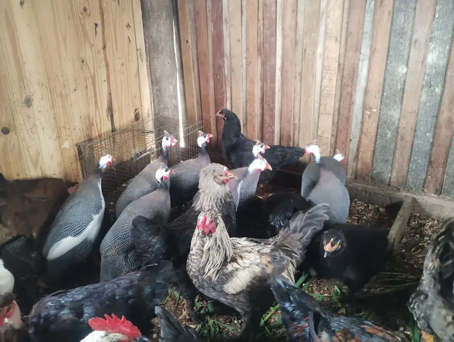 Galos galinhas angolistas