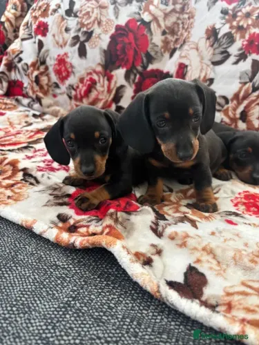 Cachorro filhote Teckel/Dachshund/Salsicha/Salsichinha/Basset/Cofap fofos e brincalhões