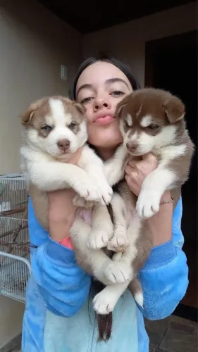 Husky siberiano(wooly)