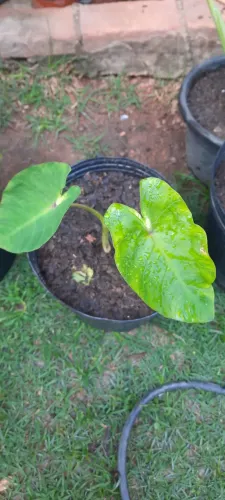 Colocasia mauai Sunrise uma muda