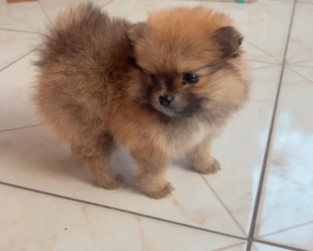 Spitz