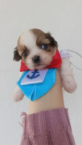 Vendo lindo filhote de Shitzu macho.. já comendo papinha de ração..