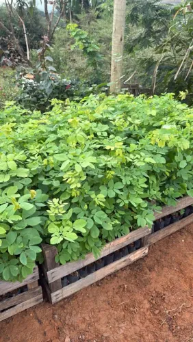 Mudas de sansão do campo em Dona Euzébia-MG