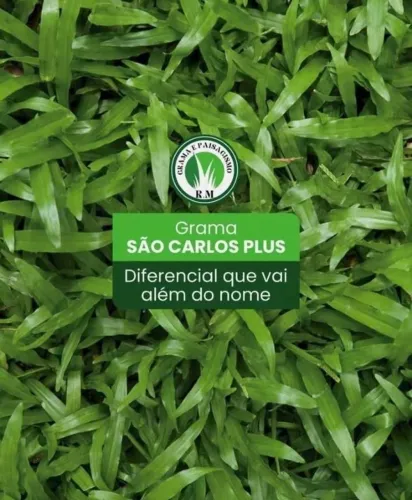 198 Metros de Grama São Carlos Faça Orçamento 198 Metros de Grama São Carlos Faça Orçament