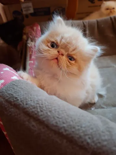 Gato Persa 