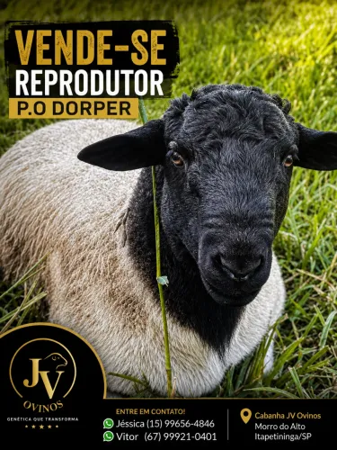 Reprodutor P.O